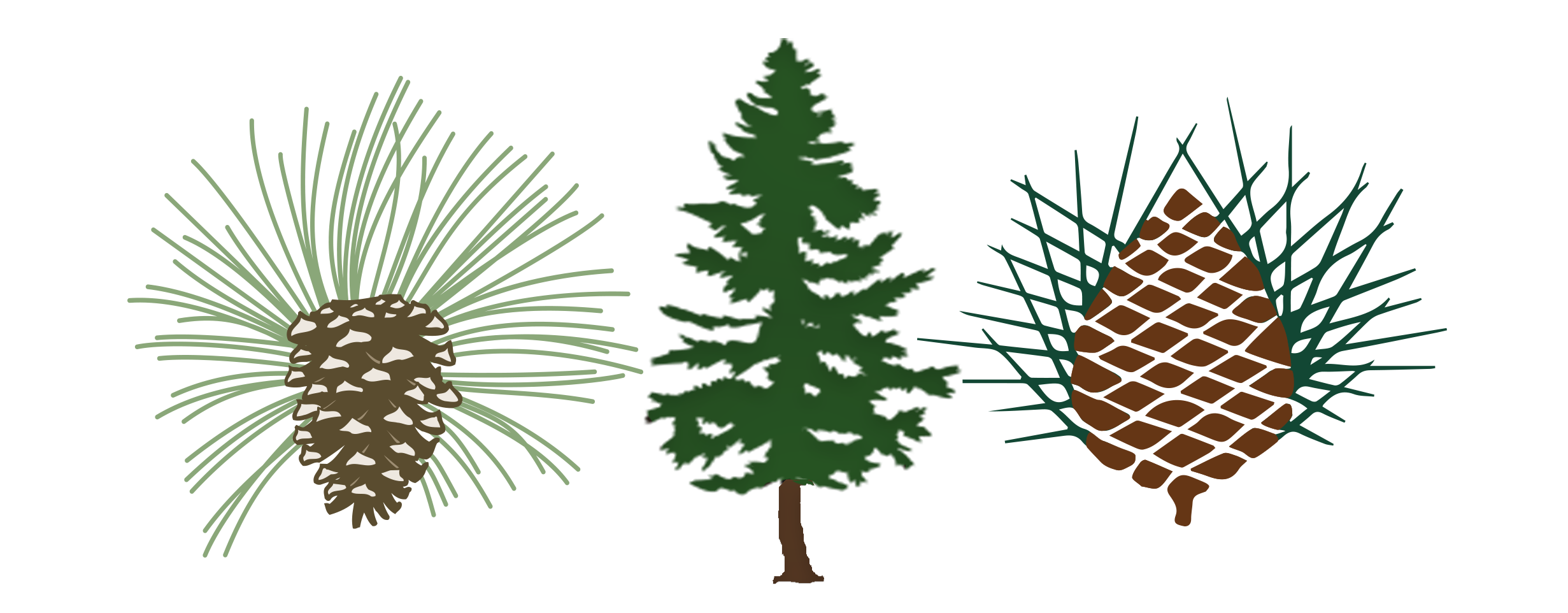 Three illustrations of pine-related imagery: on the left, a cluster of pine needles; in the center, a stylized pine tree; and on the right, a pine cone. These elements reflect a nature-inspired theme, suitable for a golf club setting.